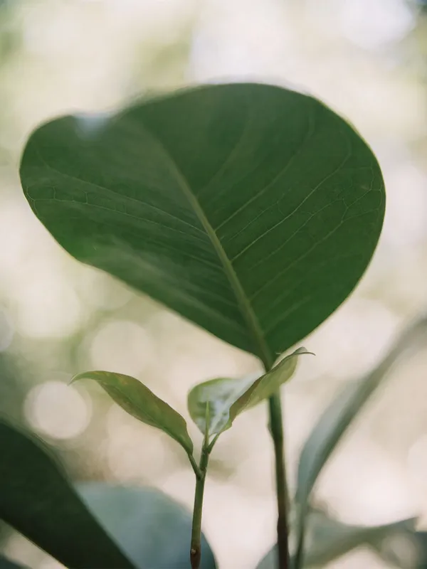 Restored energy and connection through prenatal depression treatment