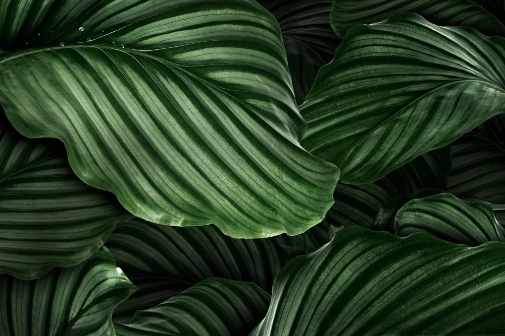 Homepage Banner